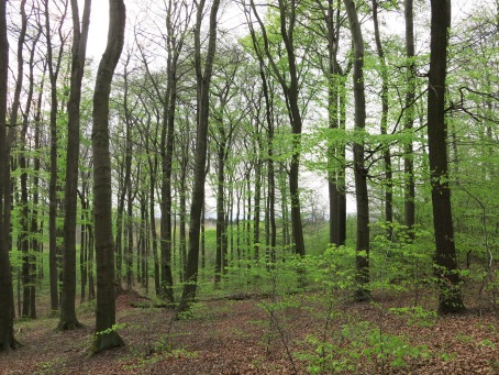 frische Blätter  im Rotbuchenwald