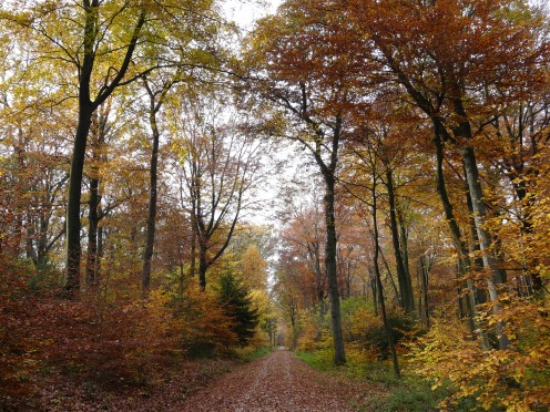bunter Herbstwald im Wald Sundern bei Menden/Sauerland. 01.11.09